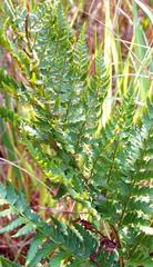 Dryopteris athamantica