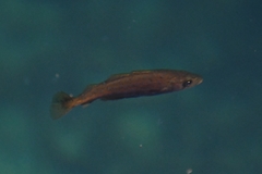 Pollachius pollachius