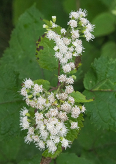 Ageratina roanensis