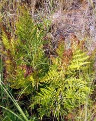 Dryopteris athamantica