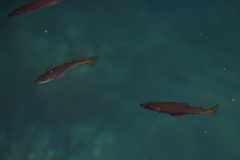 Pollachius pollachius