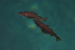 Pollachius pollachius