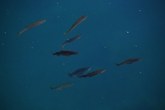 Pollachius pollachius