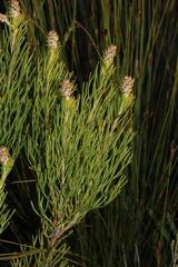 Paranomus esterhuyseniae