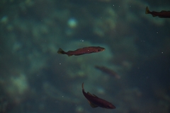 Pollachius pollachius