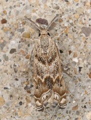 Prionapteryx indentella