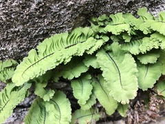 Adiantum aleuticum subpumilum