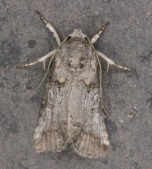 Aleptina inca