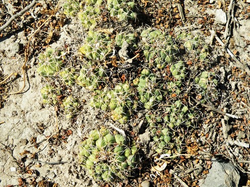 Coryphantha maiz-tablasensis