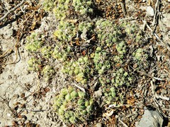 Coryphantha maiz-tablasensis