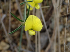 Listia