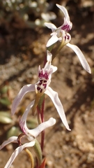 Disa biflora