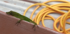 Anolis marmoratus