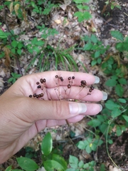 Smyrnium perfoliatum