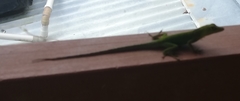 Anolis marmoratus