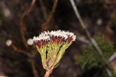 Leucadendron sorocephalodes