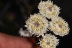 Leucadendron sorocephalodes
