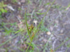 Scleria ciliata