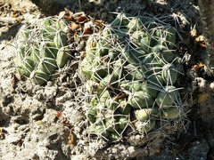 Coryphantha maiz-tablasensis