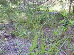 Scleria ciliata