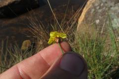 Xyris capensis