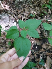 Alkekengi officinarum
