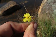 Xyris capensis