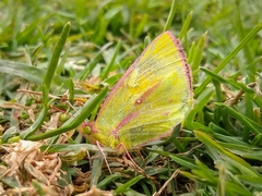 Colias dimera