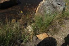 Xyris capensis