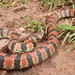 Bock's Ground Snake - Photo (c) Antonin LECLERCQ, some rights reserved (CC BY-NC), uploaded by Antonin LECLERCQ