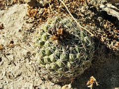 Coryphantha maiz-tablasensis