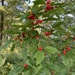 photo of Winterberry Holly (Ilex verticillata)