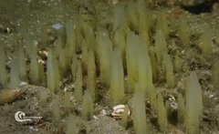 Ciocalypta penicillus