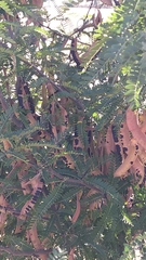 Gleditsia triacanthos