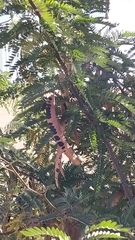 Gleditsia triacanthos