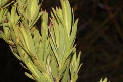 Leucadendron loeriense