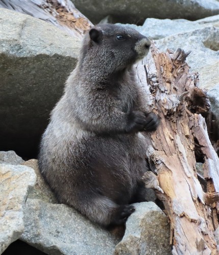 Hoary Marmot photographed in Washington