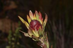 Leucadendron loeriense