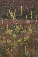 Leucadendron loeriense