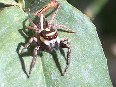 Leptofreya