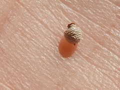 Scleria ciliata