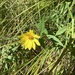 photo of Woodland Sunflower (Helianthus strumosus)