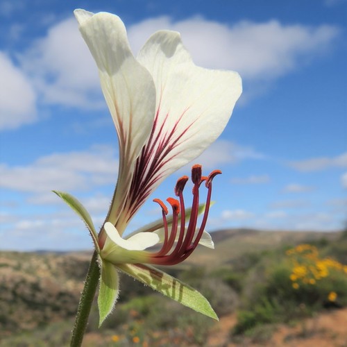Image of Pelargonium praemorsum by (c) Kevin Murray, some rights reserved (CC BY)