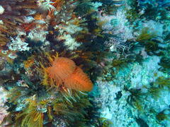 Protula bispiralis