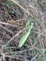 Mantis religiosa