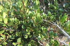 Apodytes abbottii