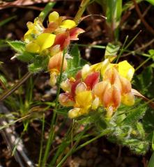 Leobordea eriantha image