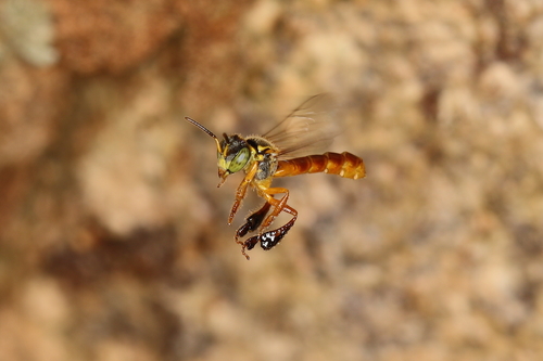 Narrow Stingless Bee photo 3