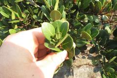 Apodytes abbottii