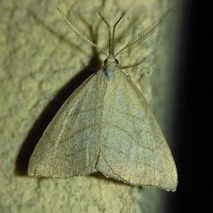 Polypogon tentacularia